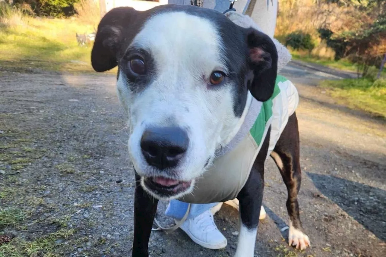 Abandoned Dog Left at Stop Sign Finds Happy Ending