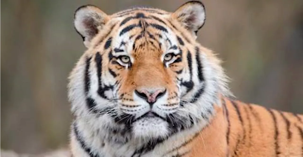 China zoo sells bottled tiger urine as rheumatism remedy