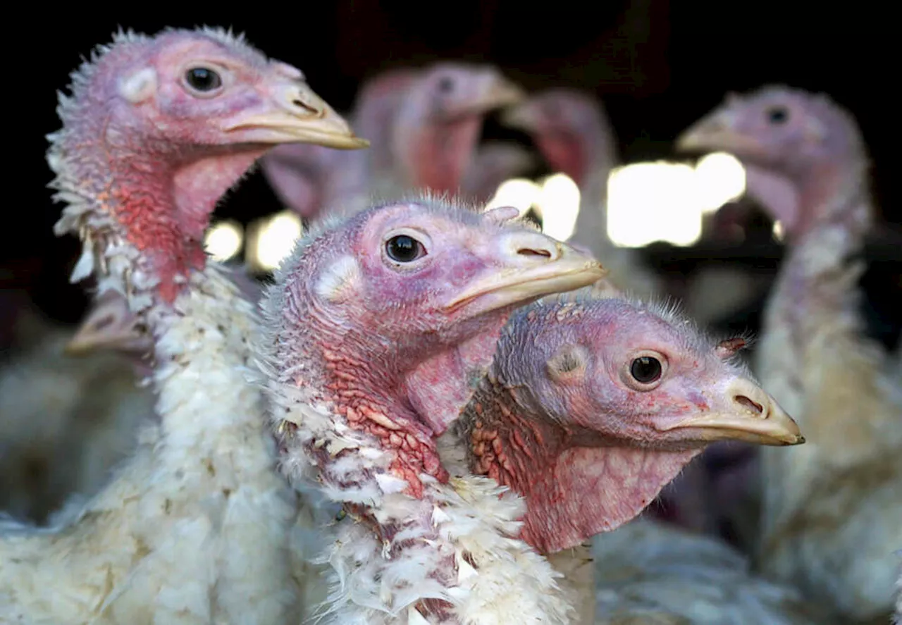 Massachusetts Officials Warn of Widespread Bird Flu Outbreak