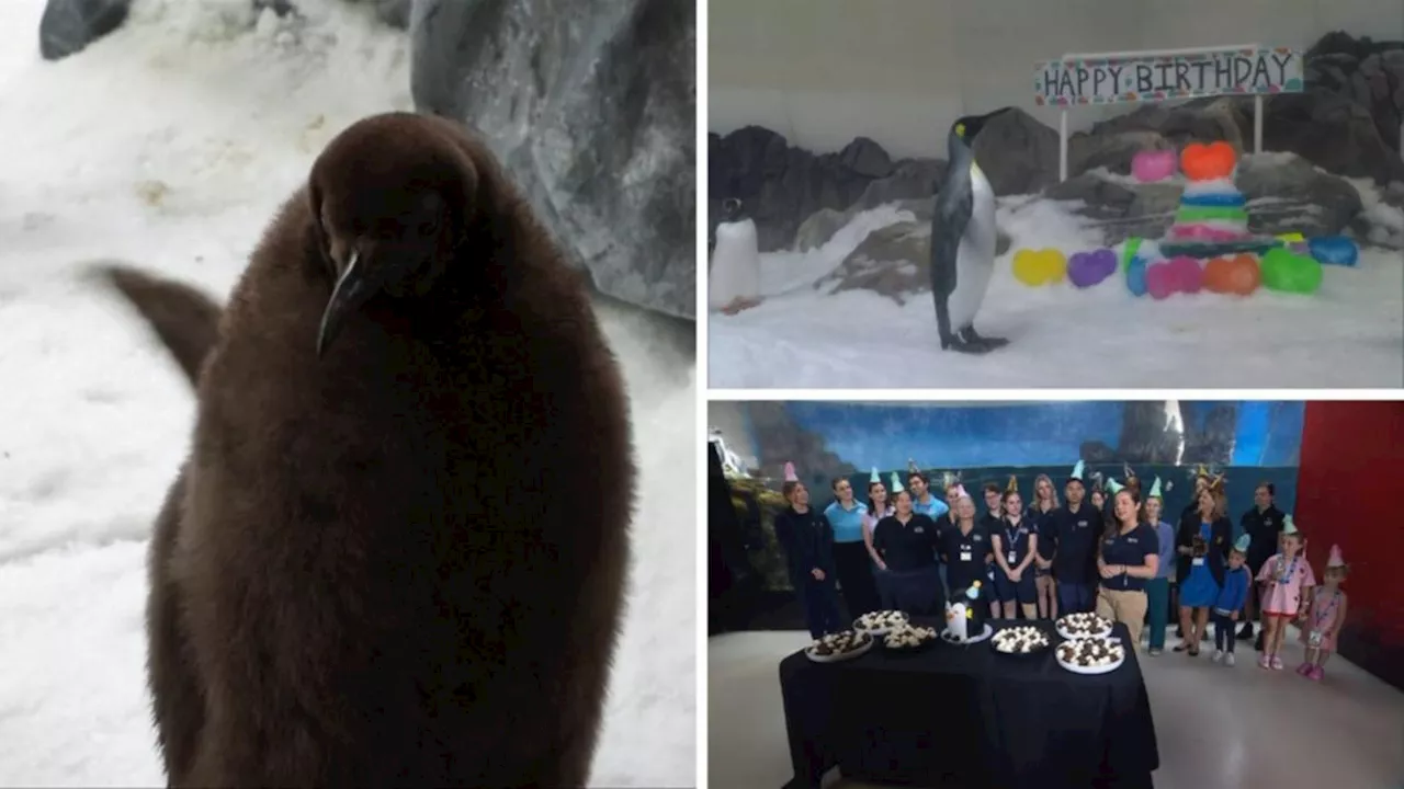 Melbourne's Viral Penguin Pesto Celebrates His First Birthday