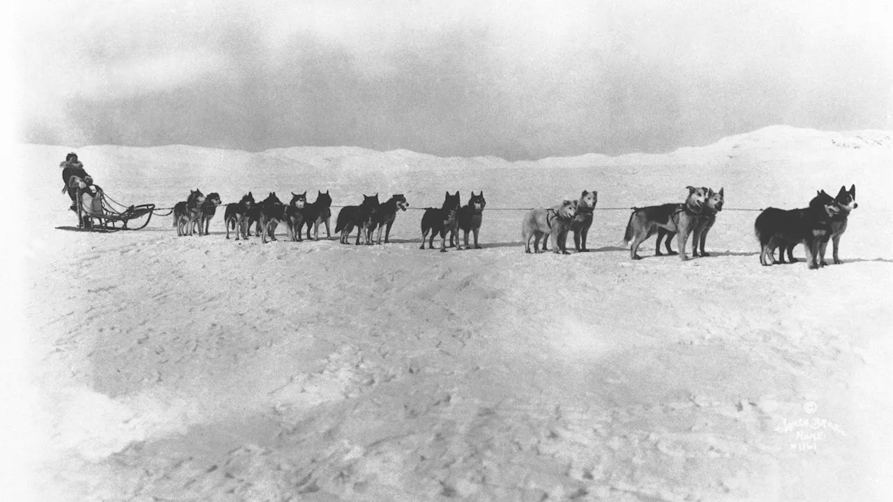 Mushers and dogs braved a horrific Alaska winter to deliver lifesaving serum 100 years ago