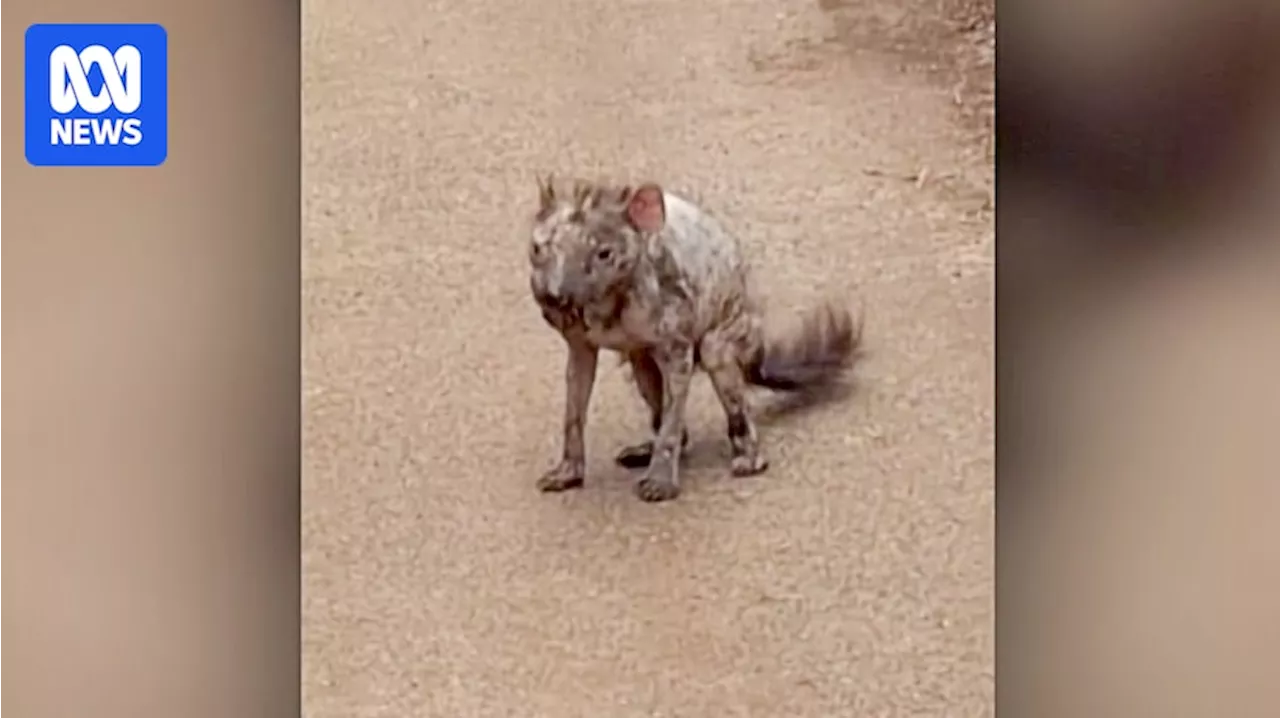 Diseased Tasmanian Devil Filmed on Farm in NW Tasmania