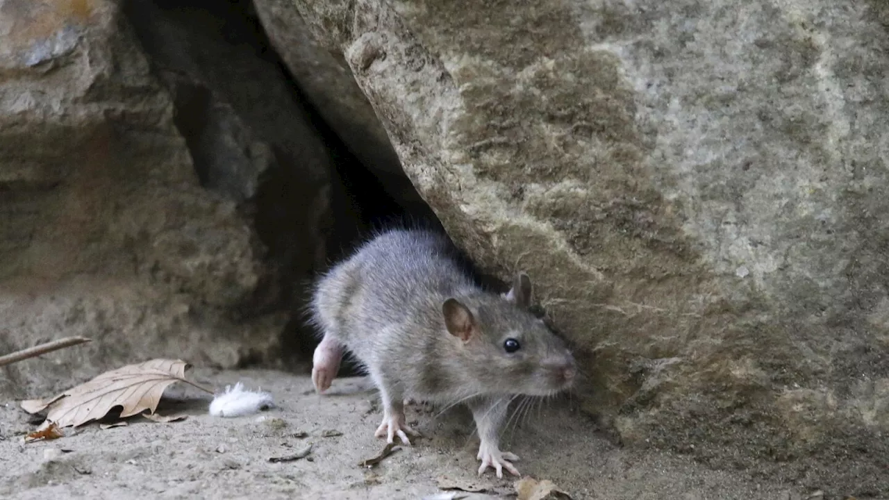 Global Rat Infestation Surge Linked to Climate Change and Urbanization