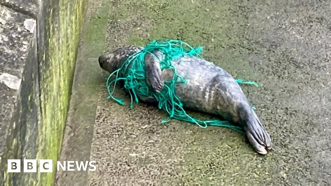 Seal Pup Rescued from Fishing Net on Scarborough Beach