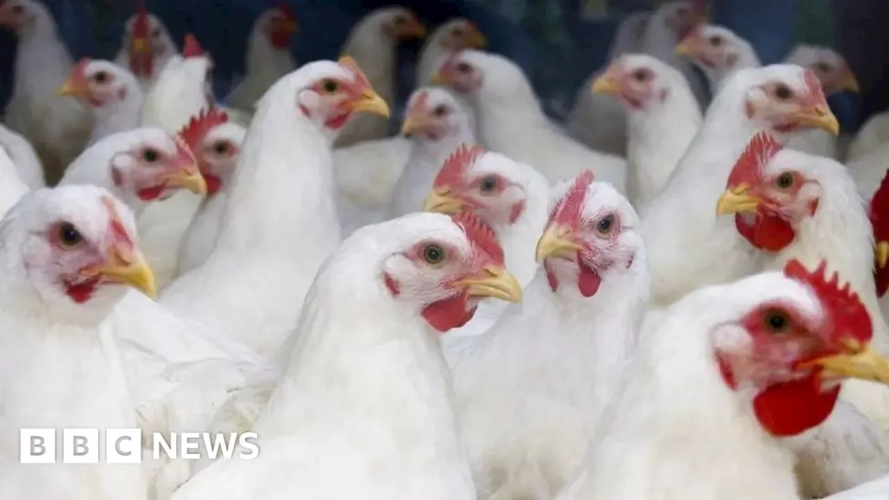 UK Poultry Farmers Urge for Vaccination Scheme Amid Rising Bird Flu Concerns