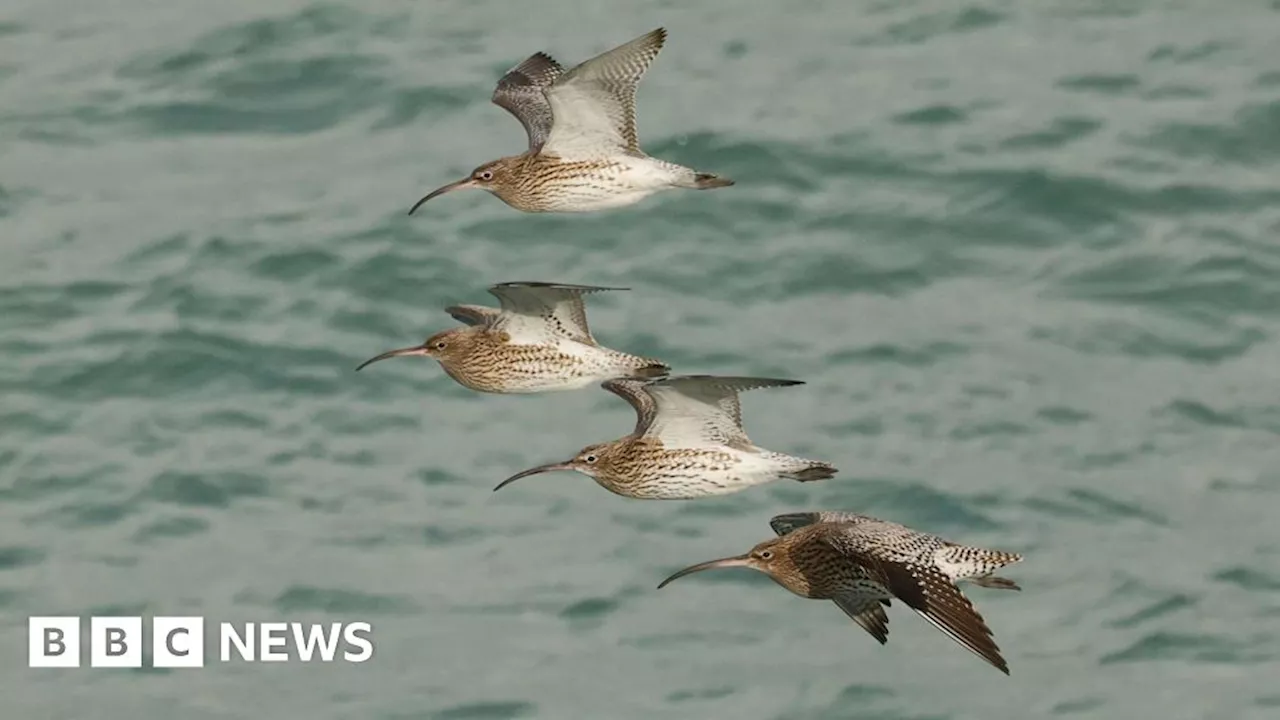 Beach Restrictions Urged to Protect Migratory Birds