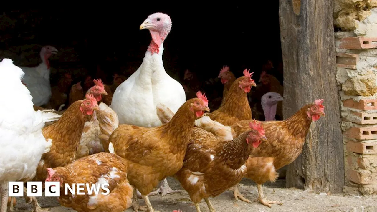 Bird Flu Outbreak Highlights Need for Investment in UK Animal Health Agency