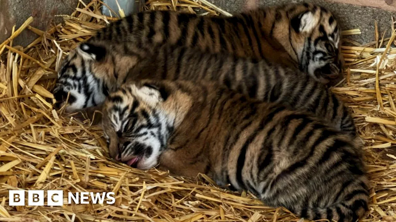 Critically Endangered Tiger Cub Triplets Born at Wildlife Park