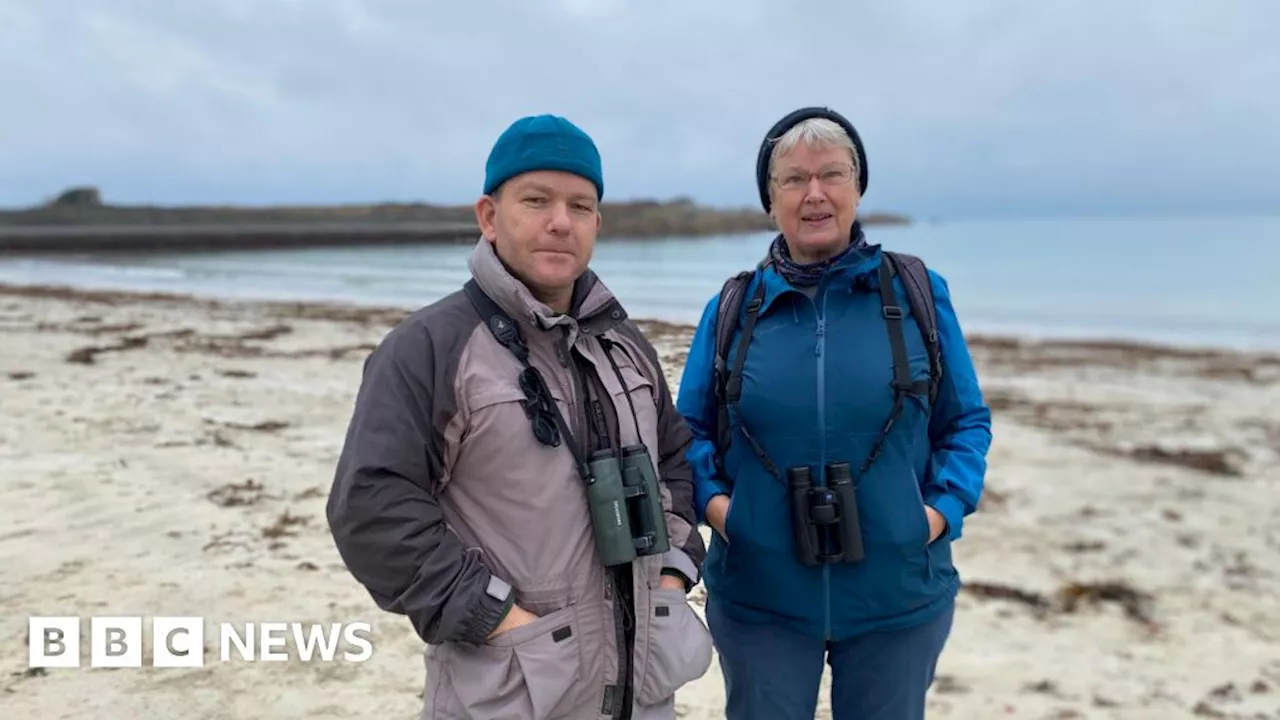 Guernsey Experts Call for Dog and Human Bans on Beaches to Protect Wading Birds