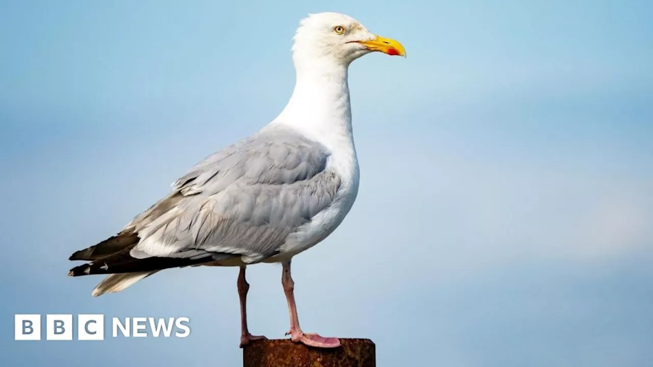 Highland Council's New Approach to Managing Gulls in Inverness