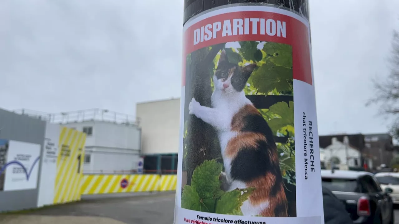 Mecca, le chat star des réseaux sociaux, disparu depuis trois mois à Vitry-sur-Seine