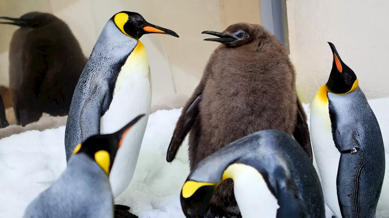 Un bébé manchot apprend à nager avec l'aide des soigneurs