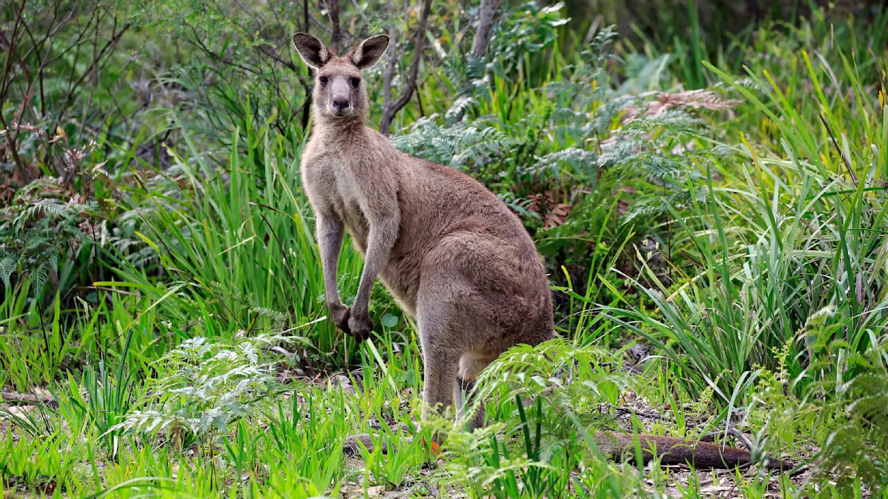 Riesengänguru greift Mann in Australien schwer