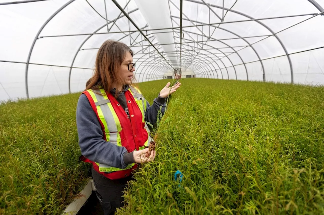 B.C.'s Tree Seedling Industry Poised for Growth Amidst Wildfire Surge