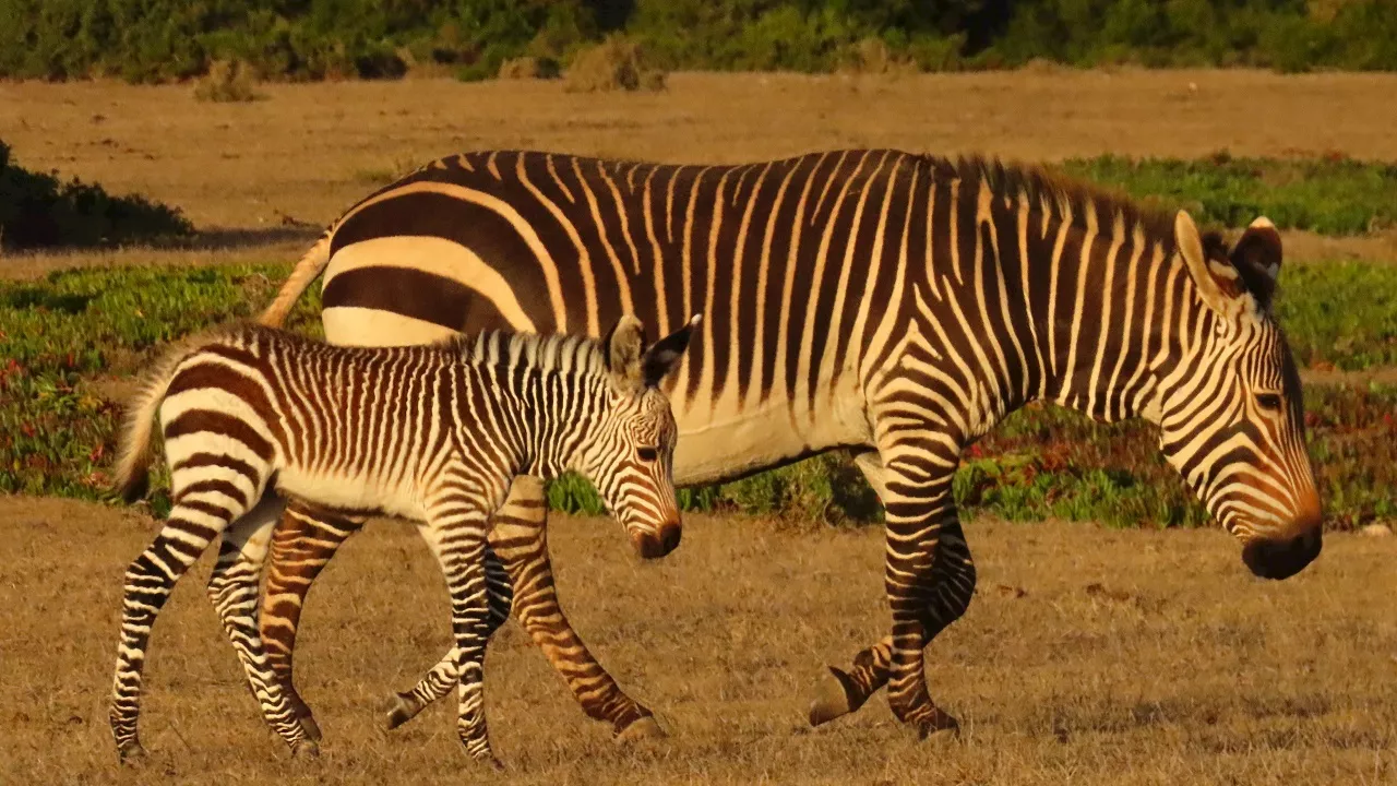 New Foal Born at De Hoop Nature Reserve Celebrates International Zebra Day