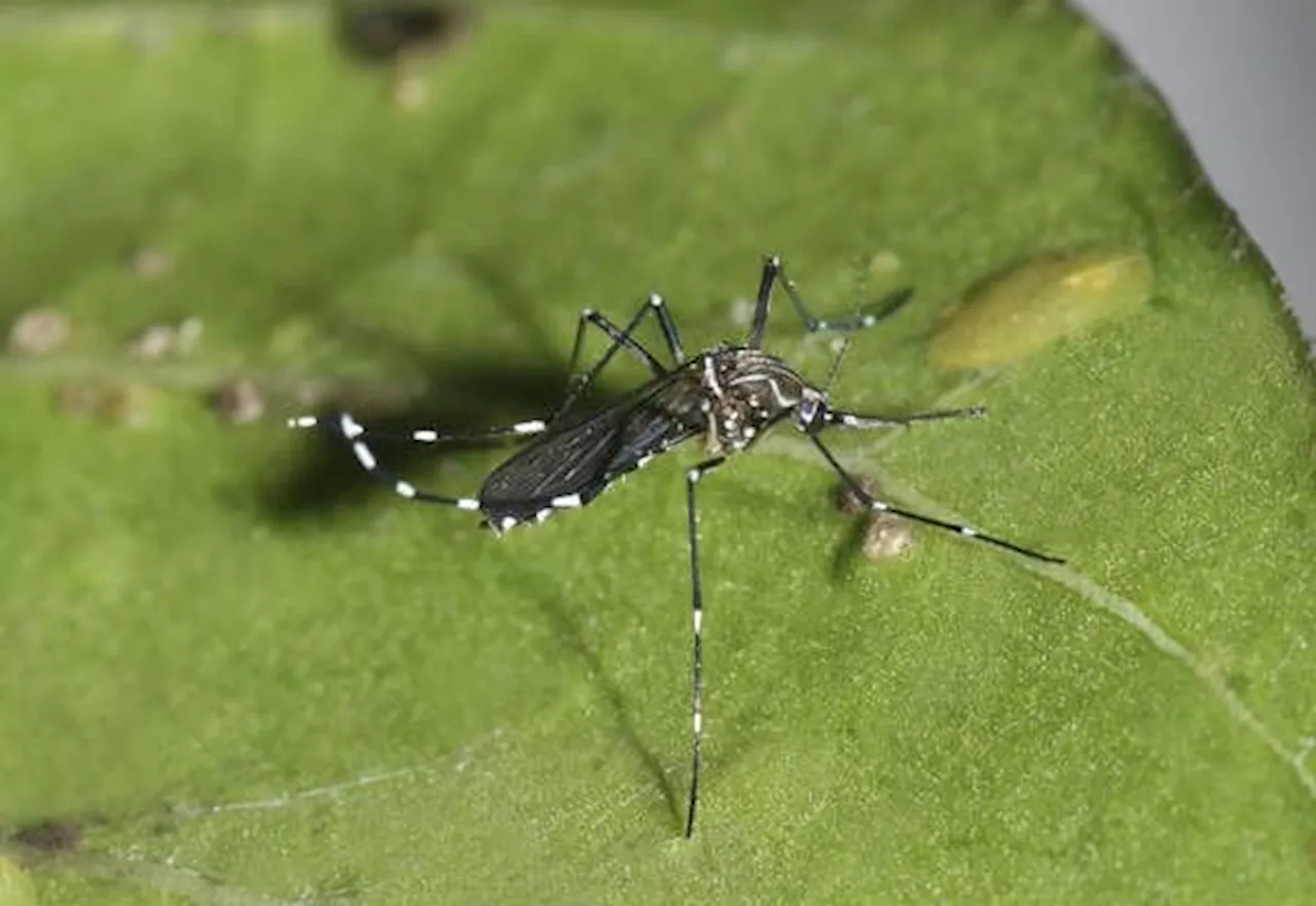 Mortes confirmadas por dengue em São Paulo dobram em 72 horas