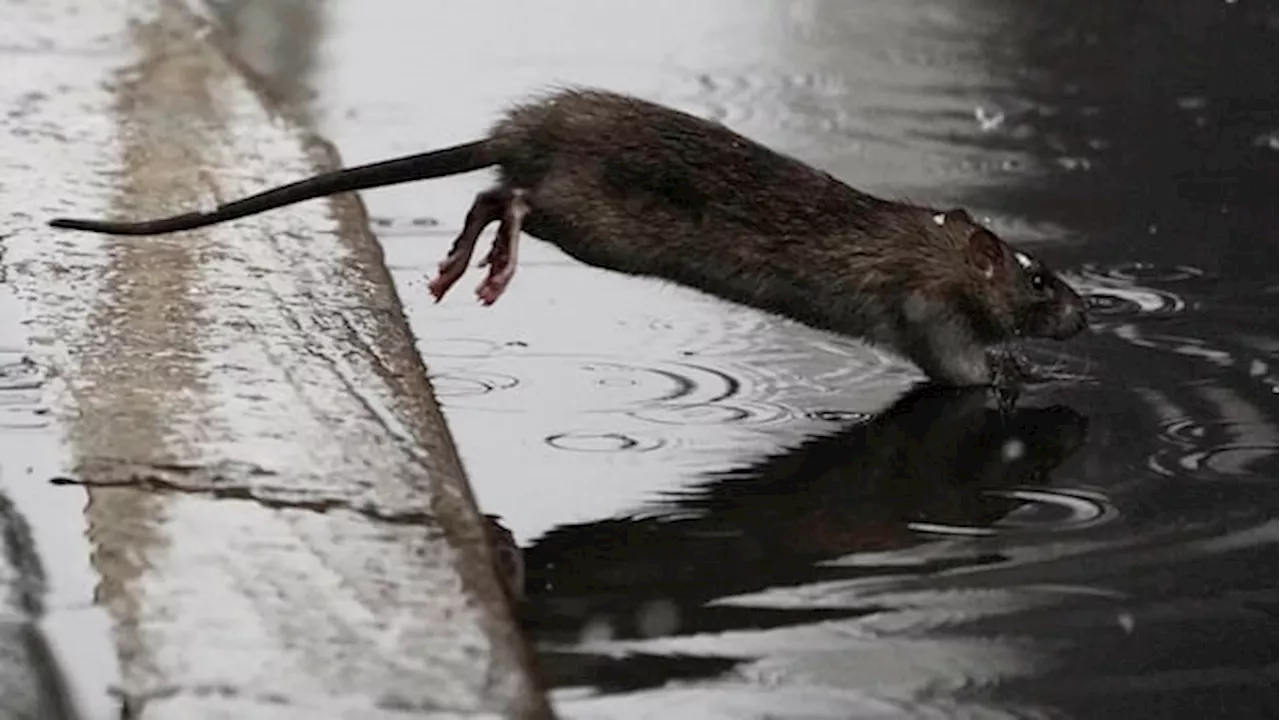 More bad news for rat-infested cities: Climate change is making it worse