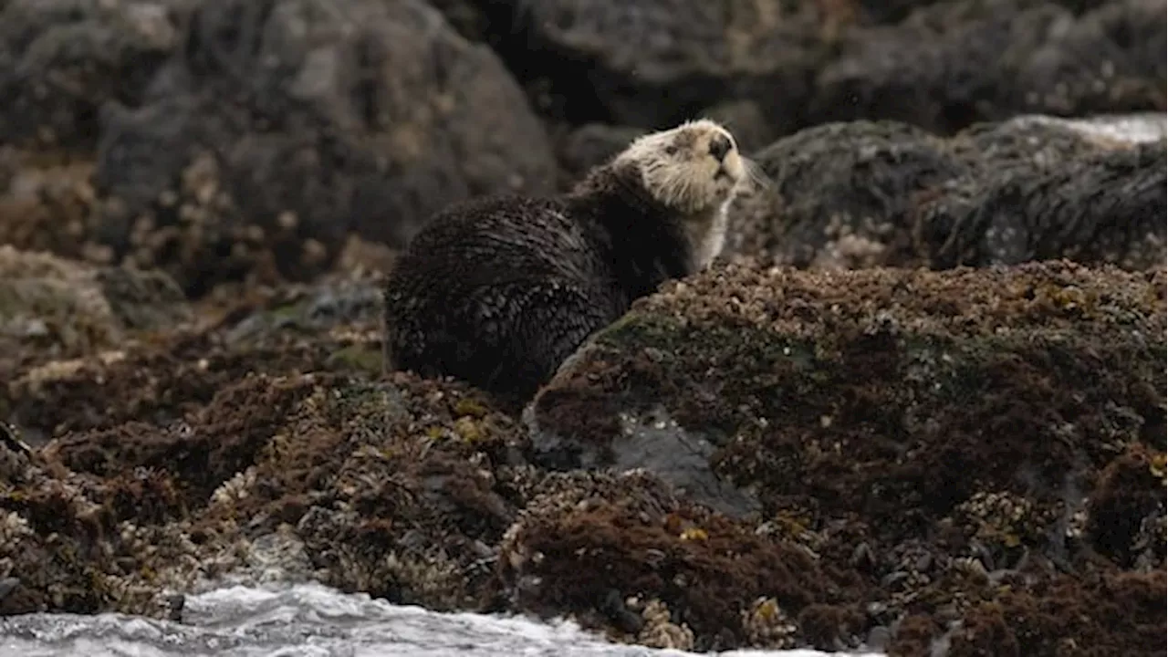 Sea otter off Vancouver Island prime suspect in river otter deaths