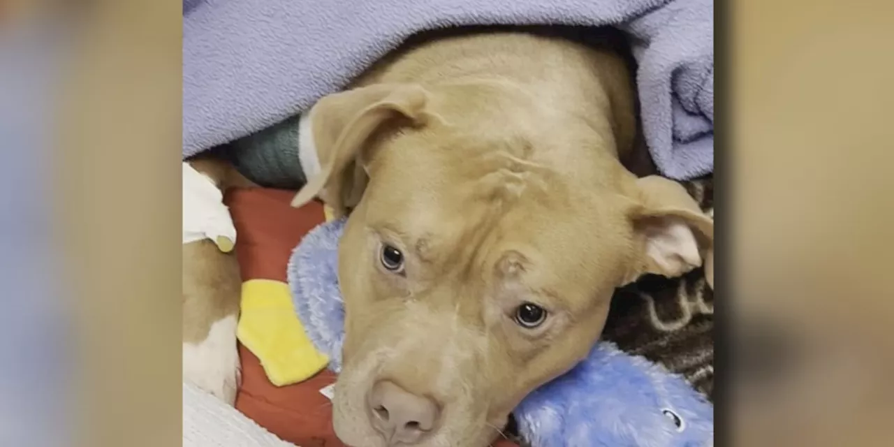 Family Devastated as Pit Bull Shot by Maple Heights Police Officer