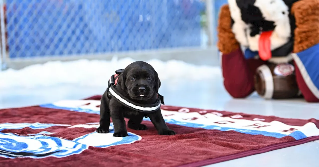 Avalanche Host 'Puppy Shower' to Benefit Colorado Pets in Need