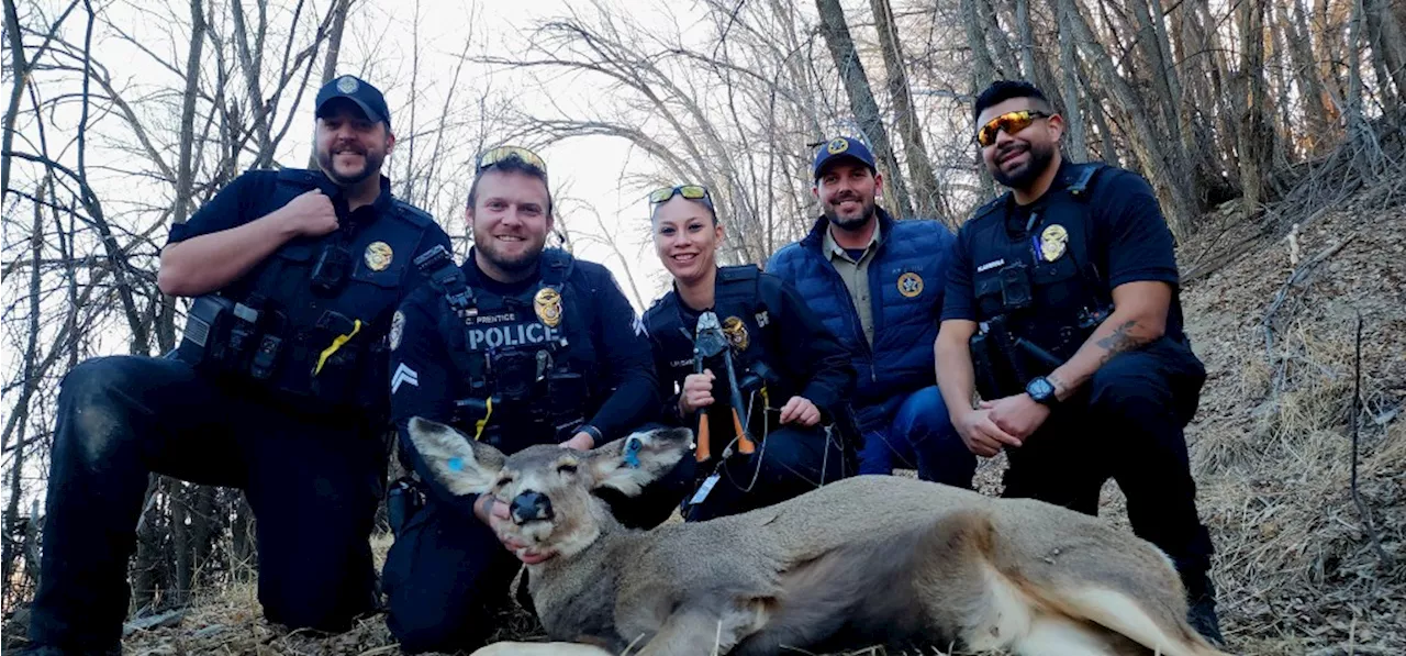 Hotchkiss doe rescued from tomato cage by CPW and police