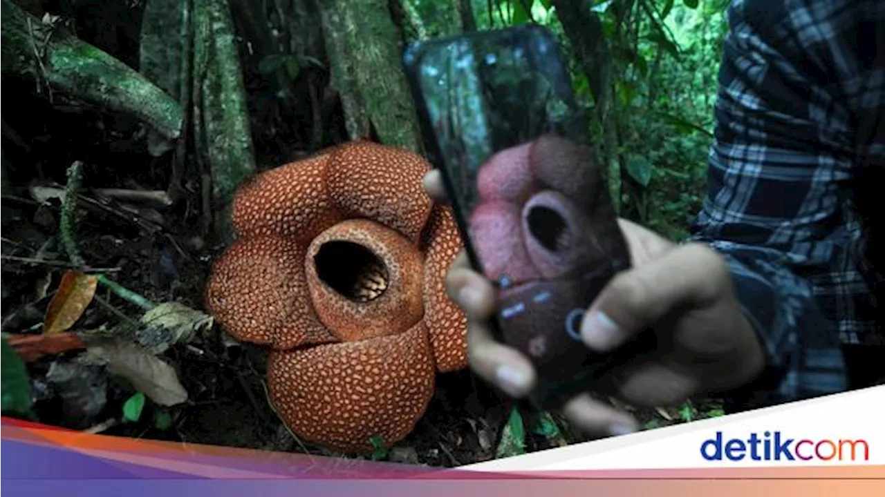 Bumi Rafflesia Berganti Nama Menjadi Bumi Merah Putih