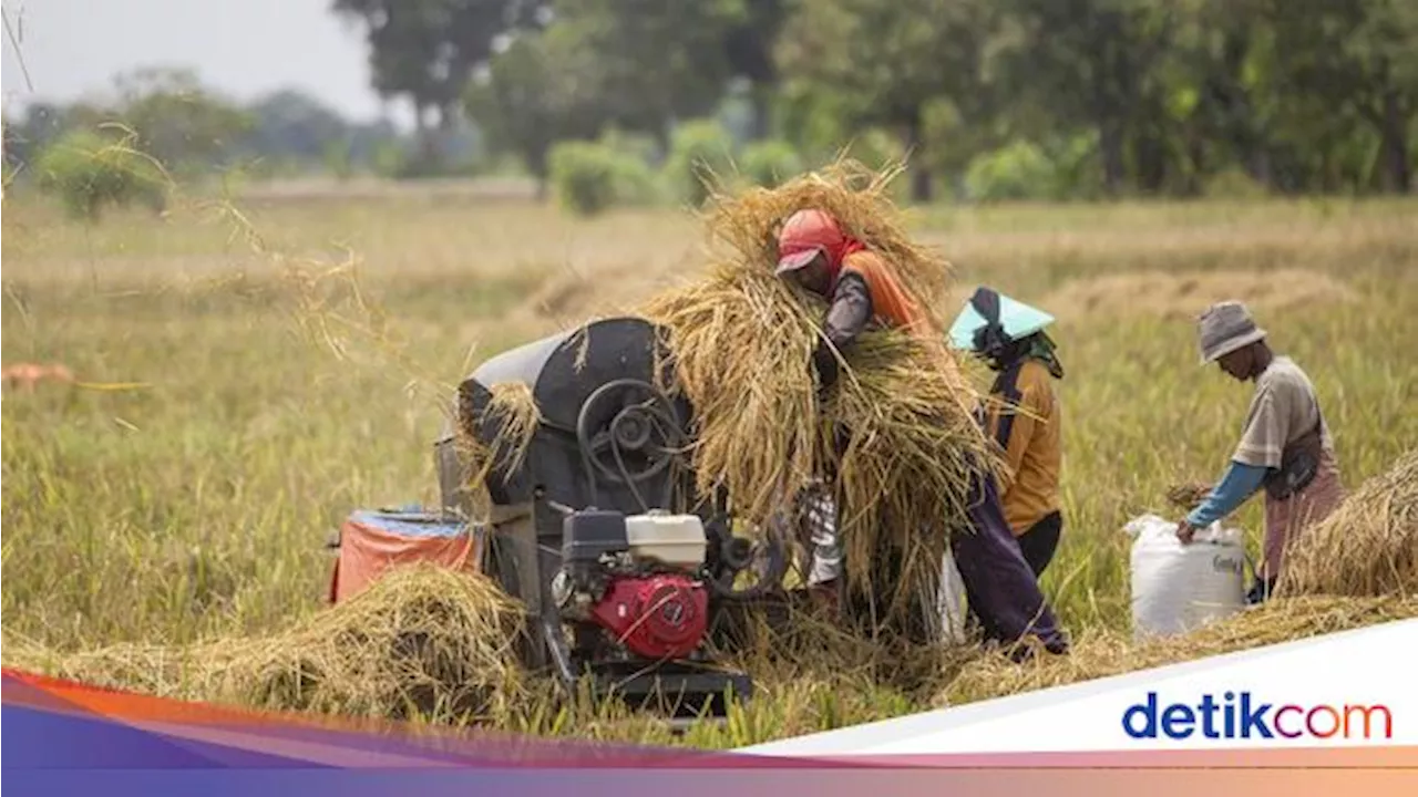 Bulog Diwajibkan Beli Gabah Petani Rp 6.500/Kg, Ini Alasannya