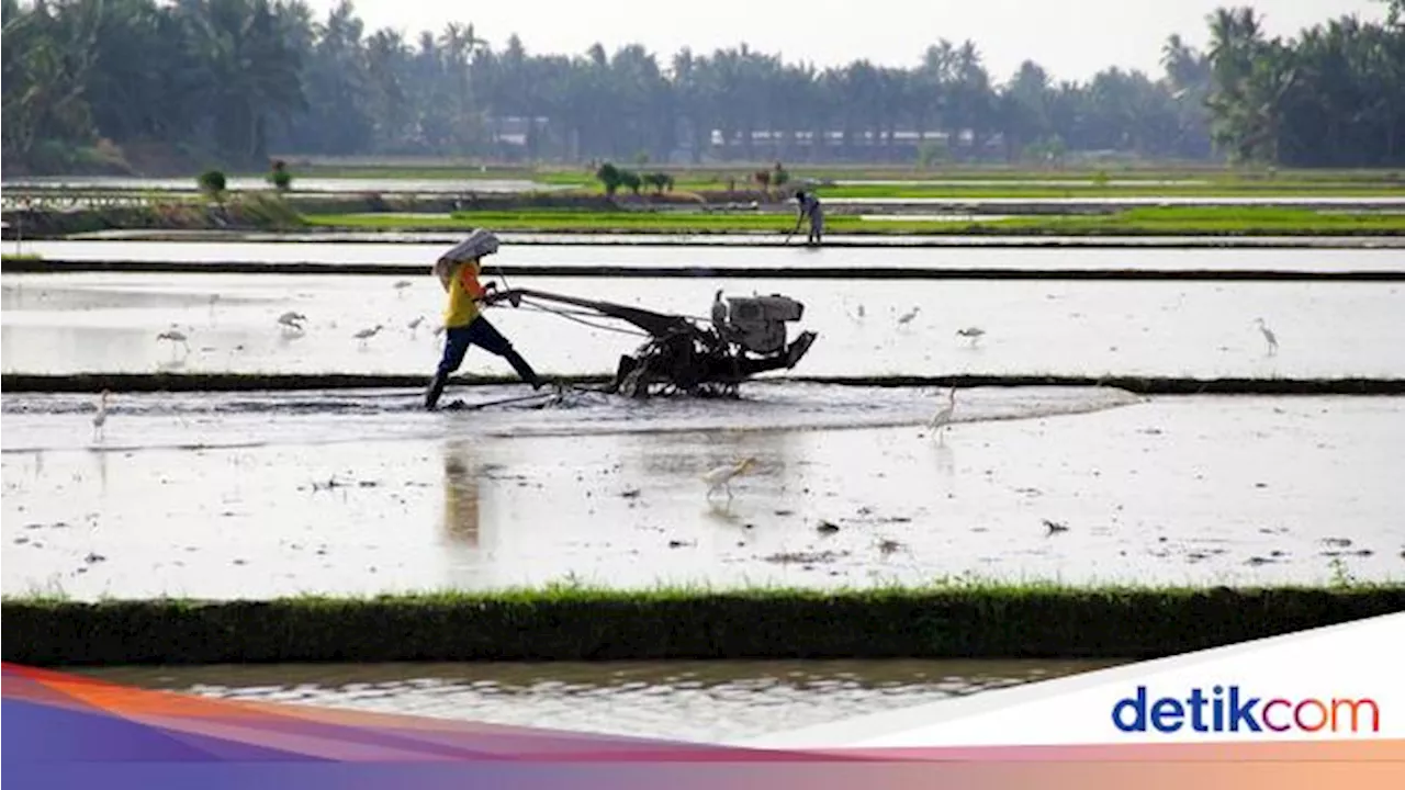 Wamentan Ungkap Gaji Petani Milenial Menggiurkan, Segini Besarnya