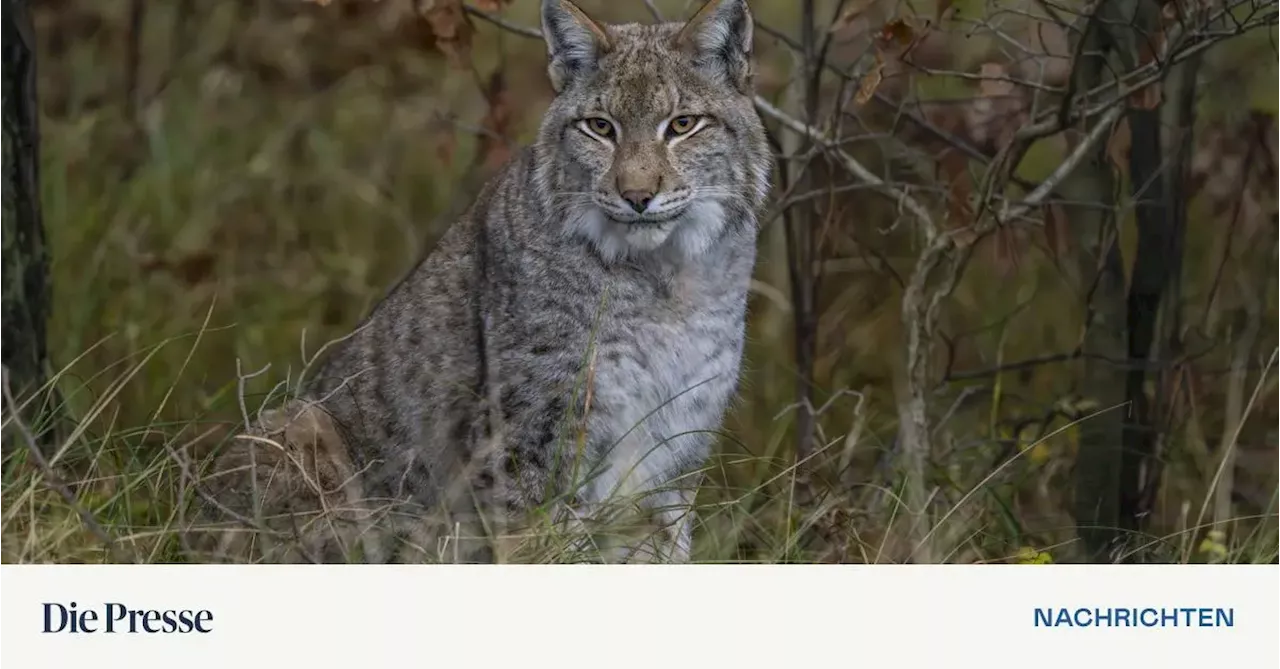 Karpatenluchs Janus ausgewildert - Hoffnung auf Nachwuchs im Nationalpark Kalkalpen