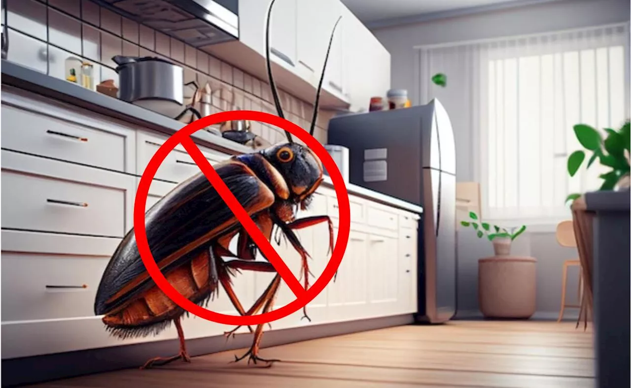 Adiós a las plagas: estos métodos caseros harán que los insectos desaparezcan de tu hogar