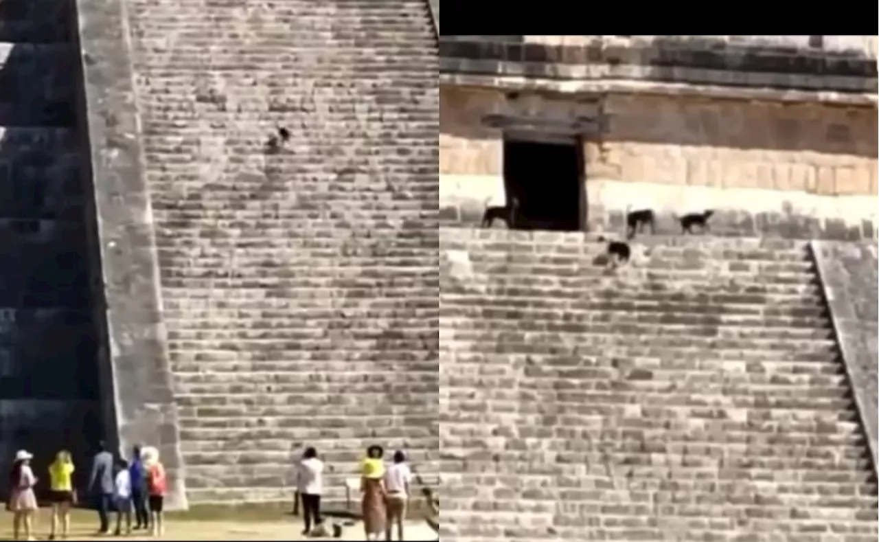 VIDEO Captan a perrito subiendo castillo de Chichén Itzá en Yucatán; se une a otros canes que cuidan el lugar