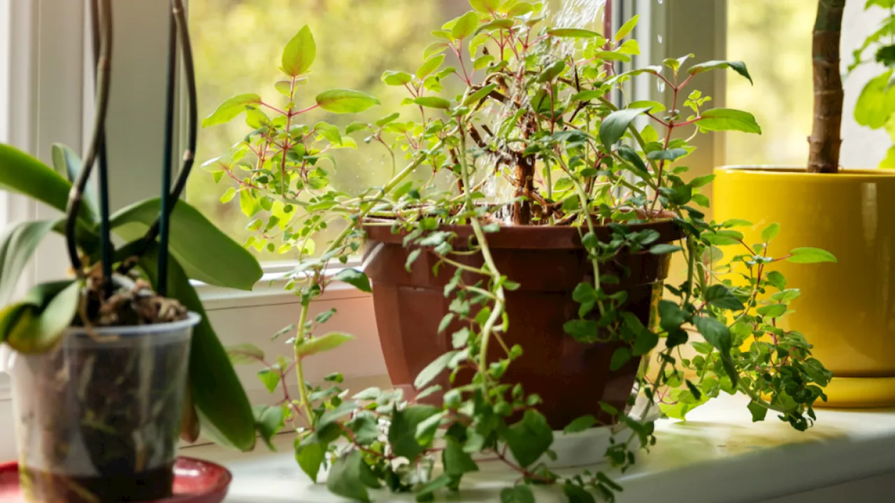 La pomarrosa: un árbol perfumado ideal para decorar tu hogar