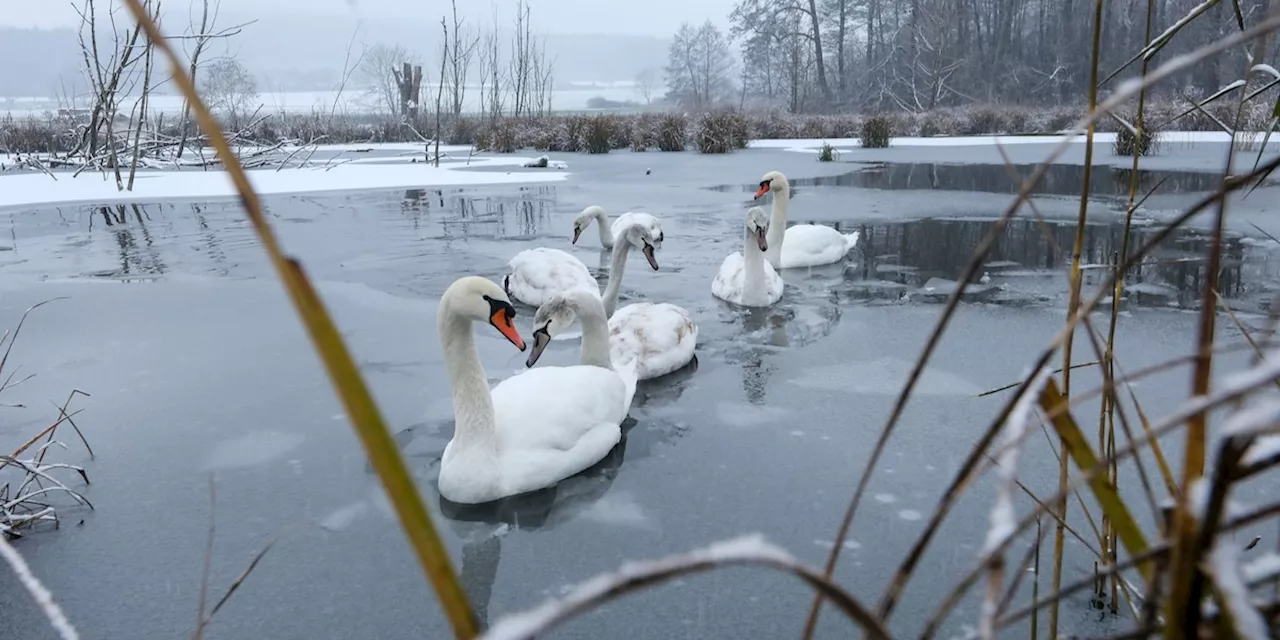 Wasservögel im Winter: Lieber Abstand halten