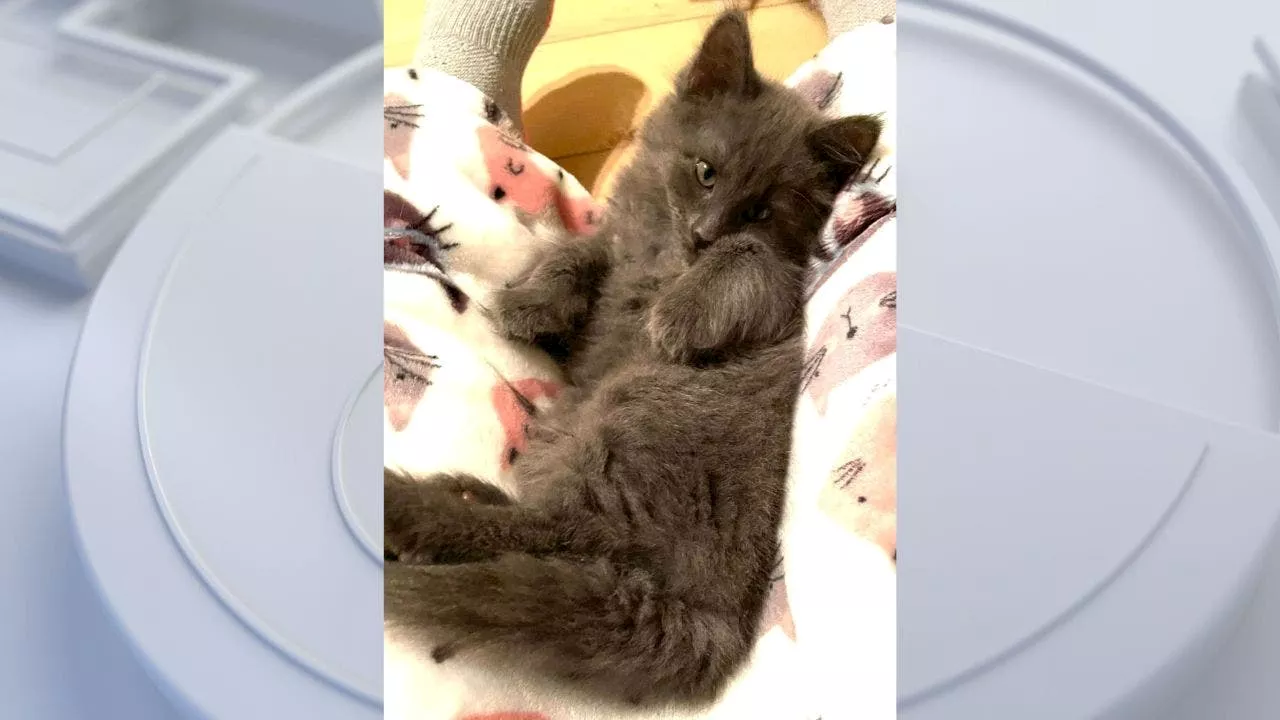 Stolen Kitten 'Booberry' Returned Safely to Lynnwood PetSmart