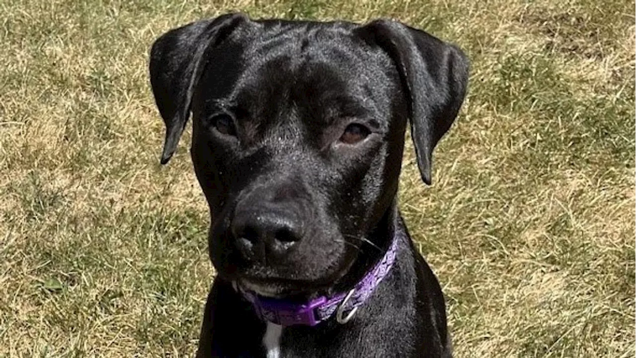 Playful Labrador Retriever Caspian Seeks Forever Home