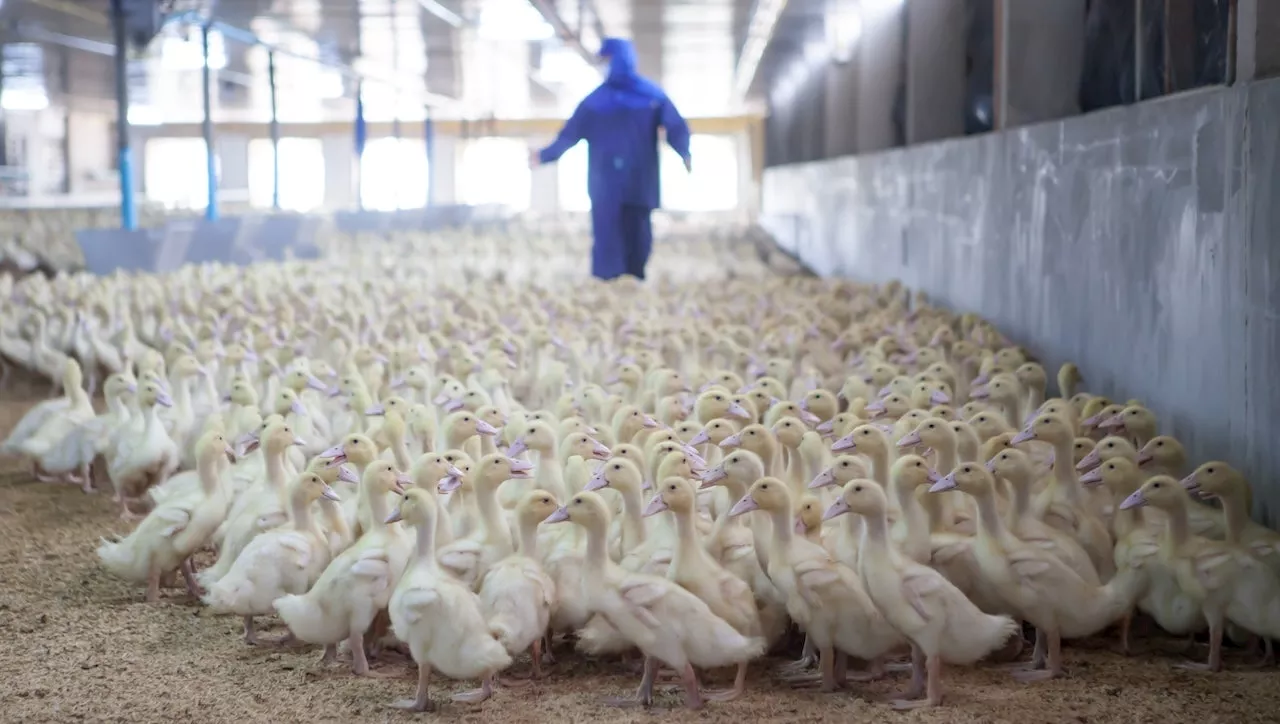 New Bird Flu Strain Detected in California Raises Concerns