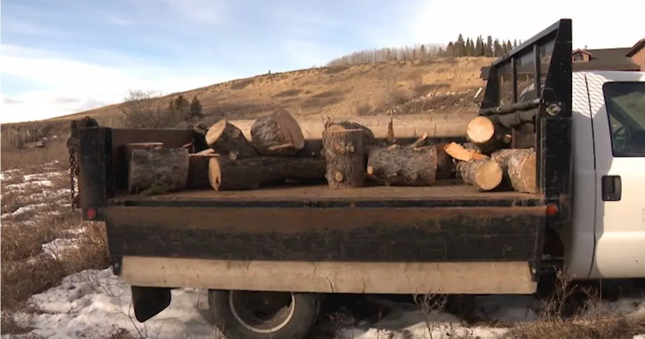 Town of Cochrane says legacy of the ‘Grandfather Tree’ to be preserved