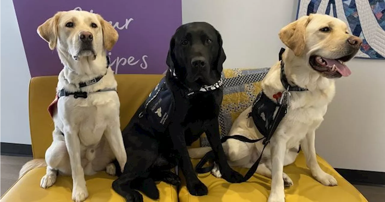 Two New Facility Dogs Join Zebra Centre's Support Team