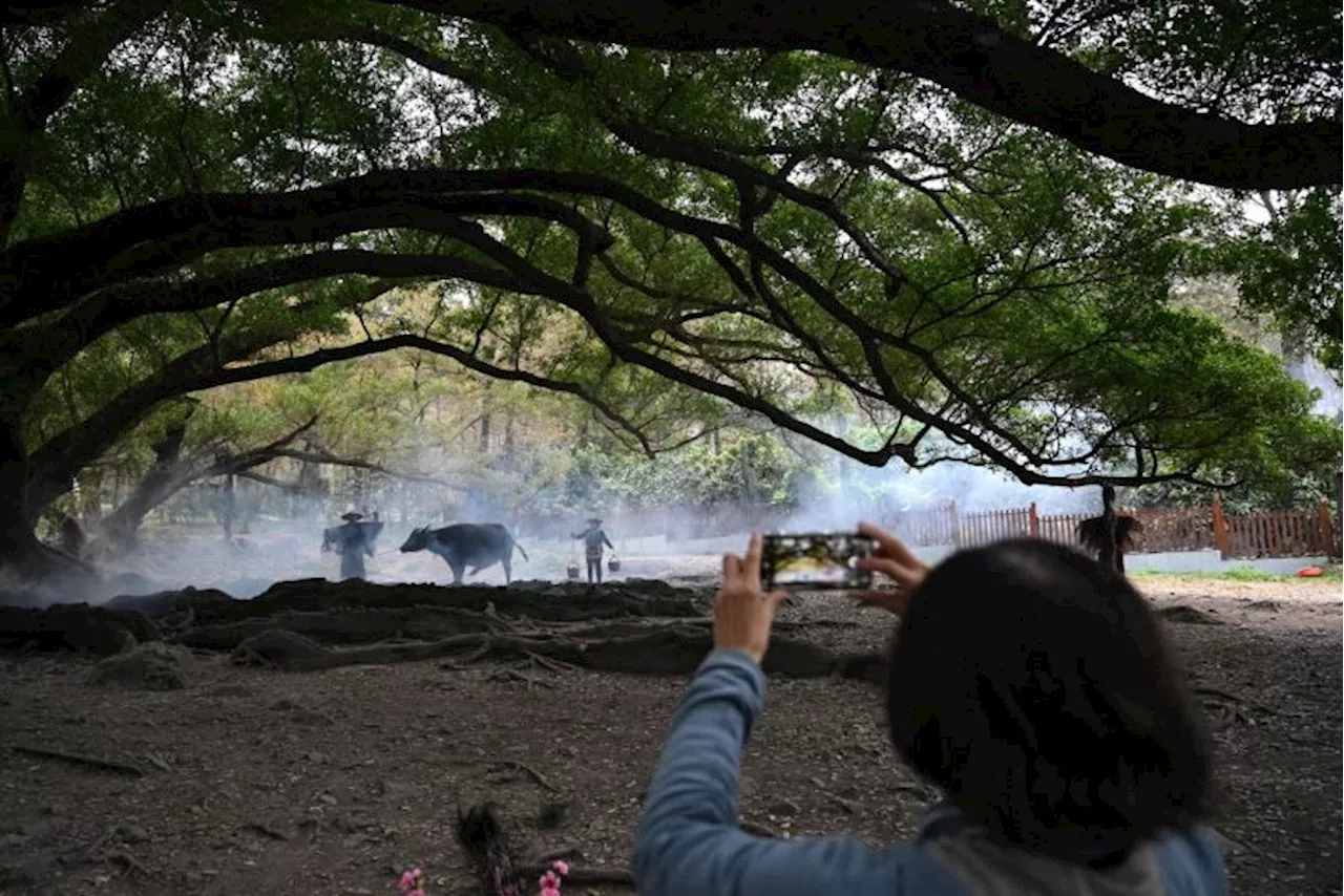 China's 'Rural Nostalgia' Thrives as Tourists Flock to Staged Country Scenes