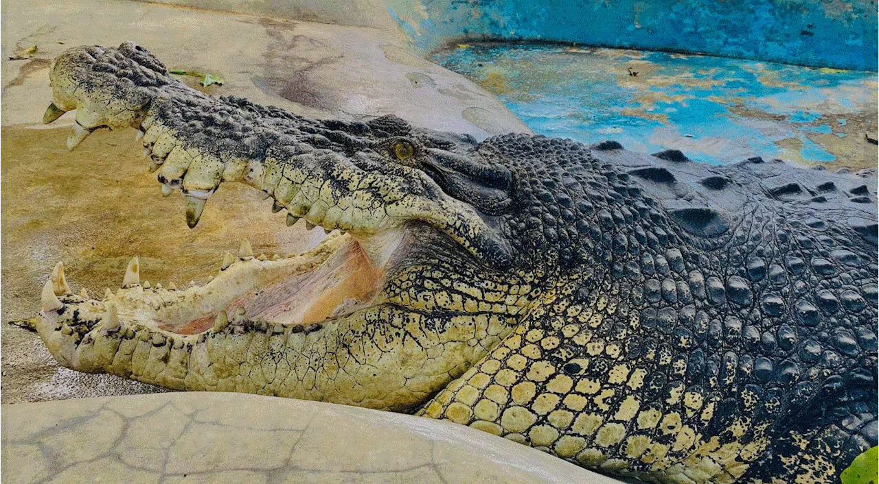 Philippines Mourns the Loss of Pangil, its Largest Crocodile in Captivity