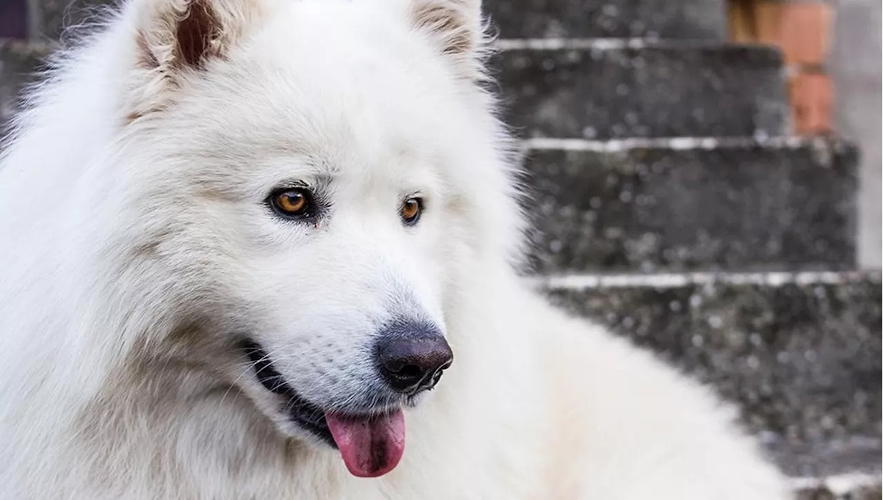 Maxi-risarcimento per morte del cane: il giudice riconosce il dolore di una famiglia