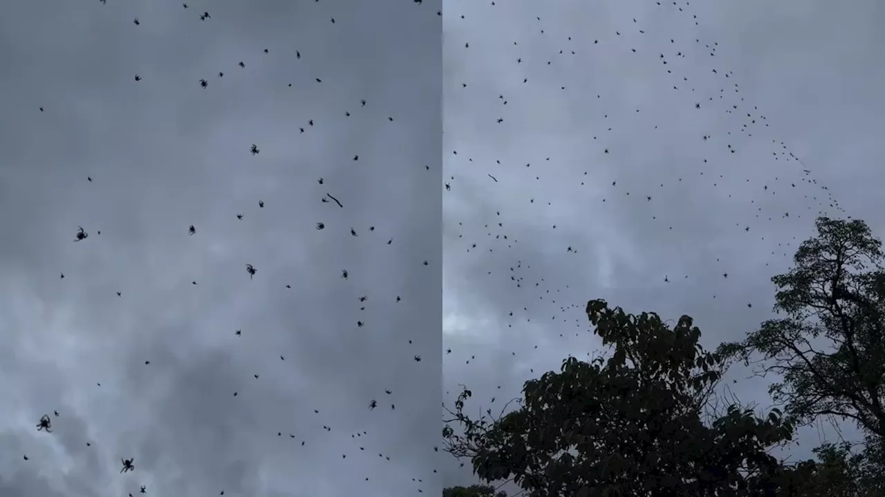 Chuva de Aranhas: Fenômeno Assustador em Minas Gerais