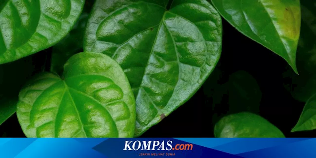 Klaim Air Rebusan Daun Sirh Bisa Sembuhkan Minus Mata Disanggah