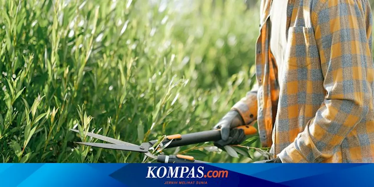 Mengapa Rumput yang Baru Dipotong Beraroma Segar?