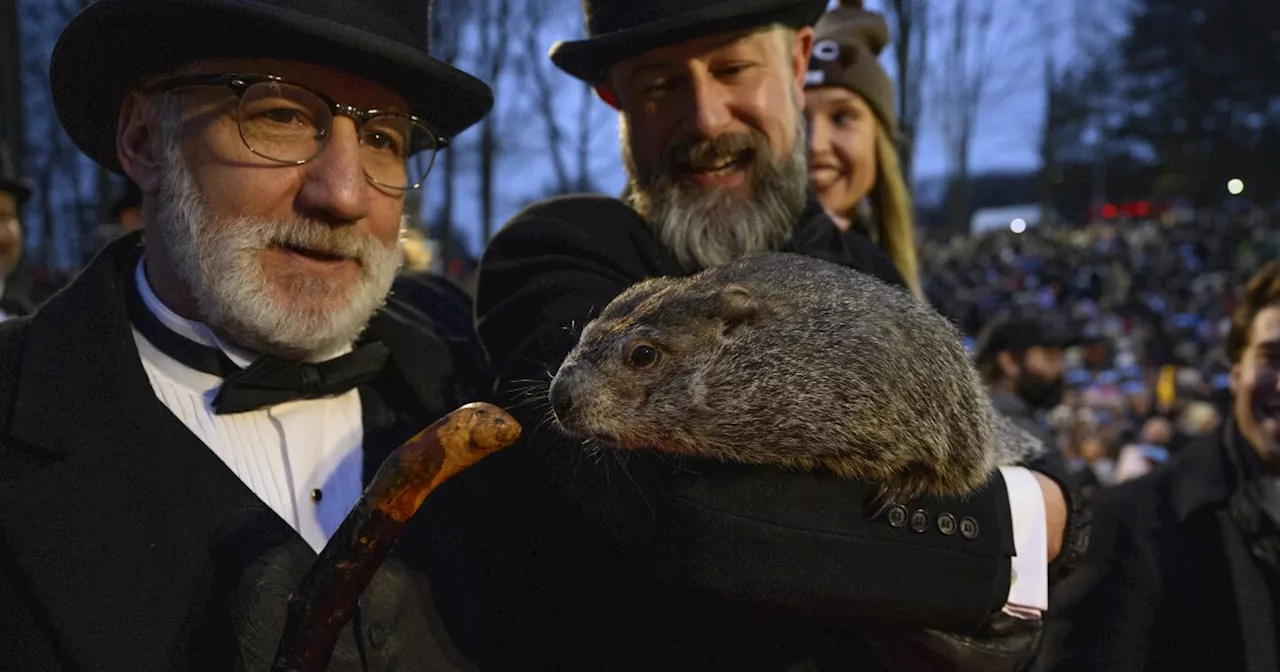 Punxsutawney Phil Predicts the Weather: A Groundhog Day Tradition