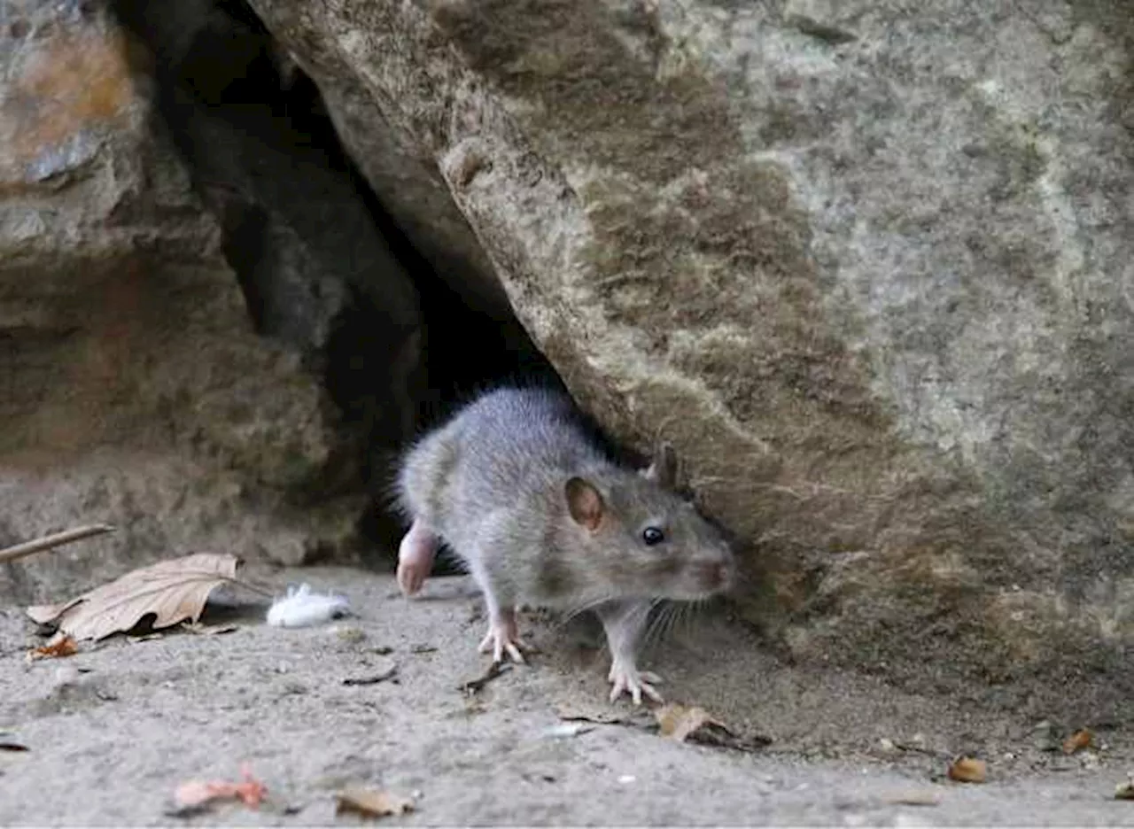 Rats! More rodents are infesting cities as scientists say warmer temperatures mean more rat babies