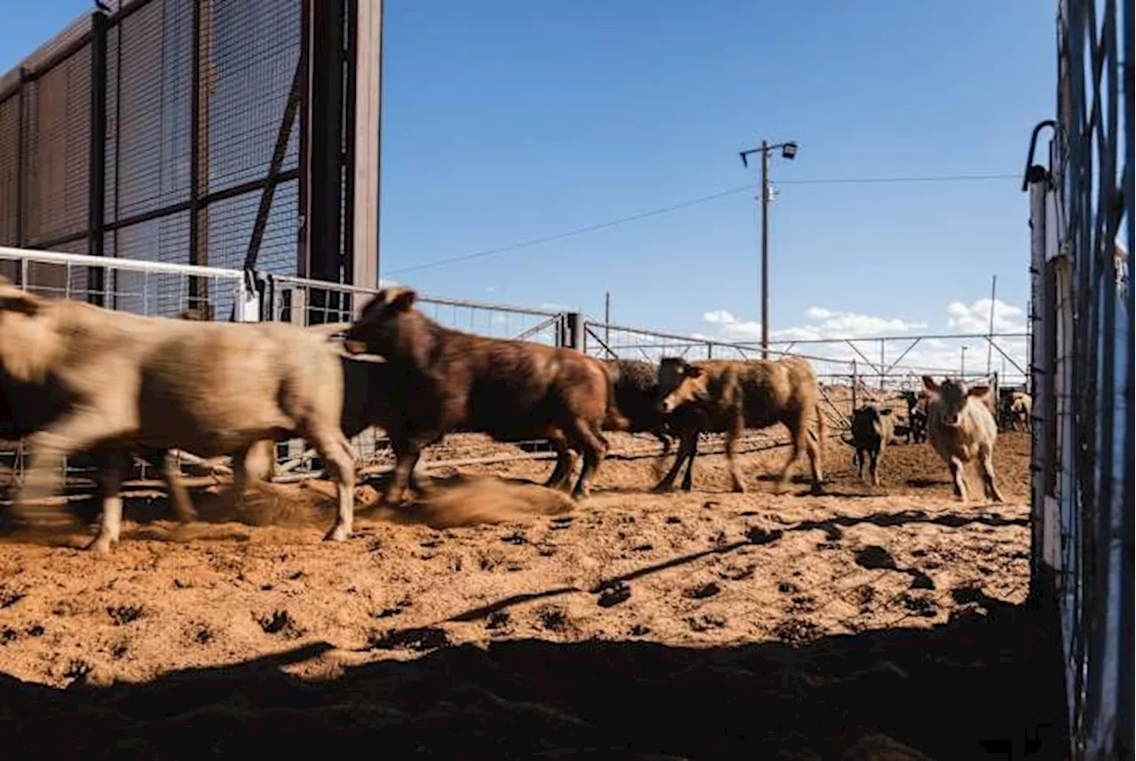 “How do we protect our poultry flocks?” Texas dairy, poultry producers grapple with bird flu