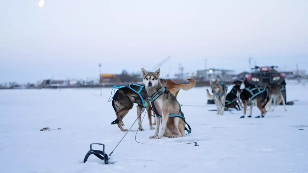 How a warming climate is part of a shift in sled dog genetics