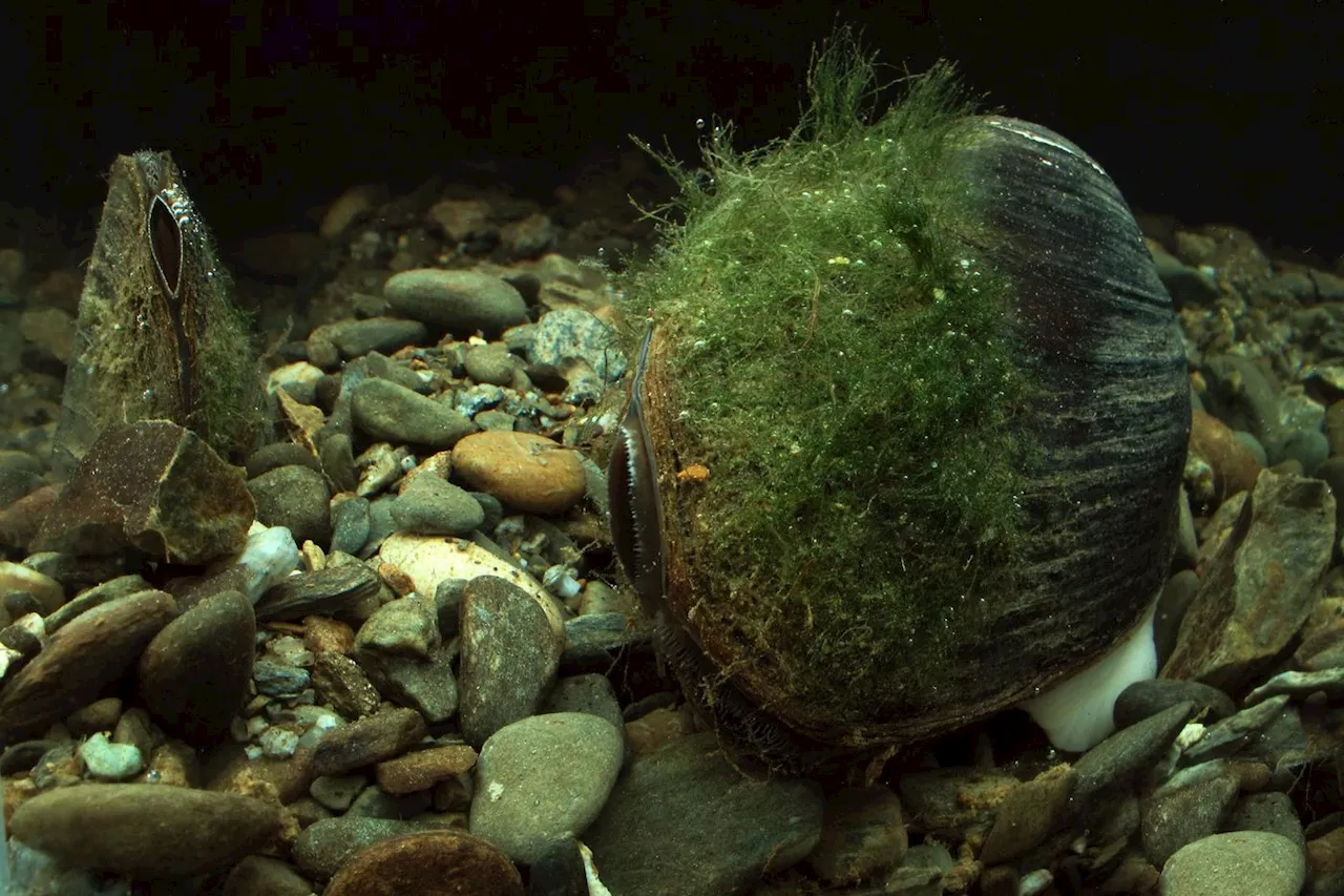 À Paris, des moules d’eau douce trouvées dans la Seine