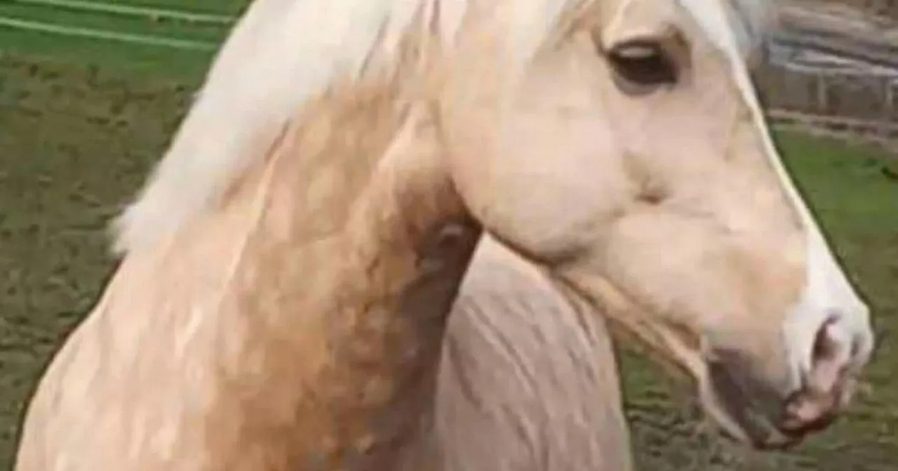 Horse Euthanized After Being Spooked by Off-Lead Dog and Hit by Car